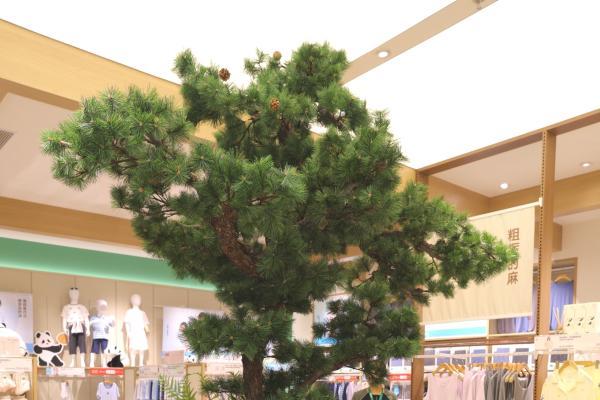 松山棉店沈阳铁西万象汇店7月4日启幕，把天然舒适搬进沈阳家庭日常 
