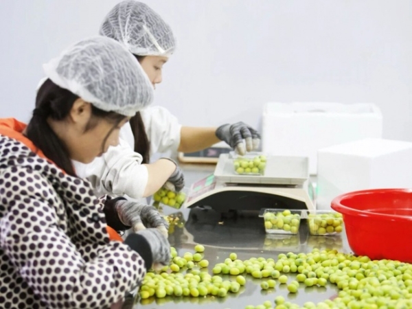 华润万家焕乡行动奔赴广昌莲乡，源头溯源赋能特色产业振兴 