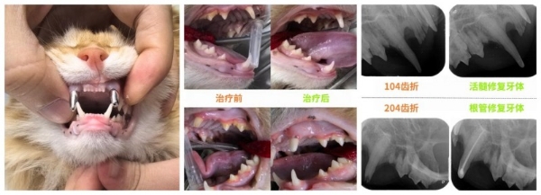 瑞派宠物口腔科：拨开齿间迷雾，重拾毛孩咀嚼之乐 