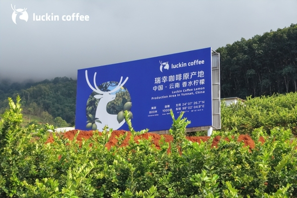 瑞幸“秋一杯”单日销量达2500万杯，健康化茶饮战略持续深入 