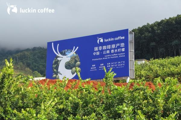 瑞幸“秋一杯”单日销量达2500万杯，健康化茶饮战略持续深入 
