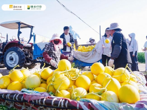 从治沙到兴乡，华润万家深入甘肃民勤探寻蜜瓜产业背后的乡土坚守 