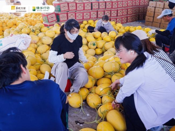 从治沙到兴乡，华润万家深入甘肃民勤探寻蜜瓜产业背后的乡土坚守 