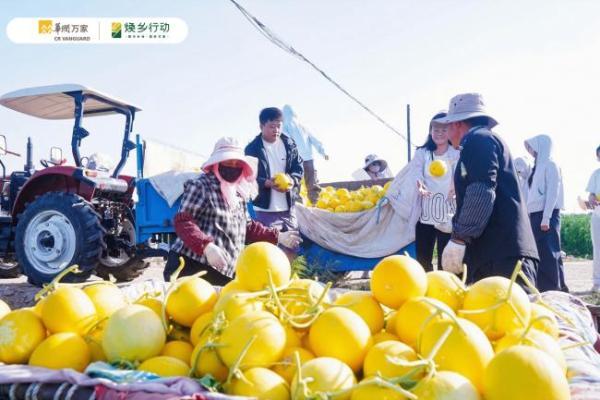 从治沙到兴乡，华润万家深入甘肃民勤探寻蜜瓜产业背后的乡土坚守 