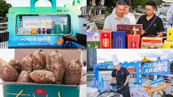 产销精准对接！乌蒙天麻走进大湾区，打通全国大市场 