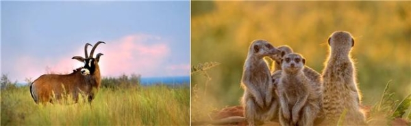 南非Safari不止一种精彩：从荒野到云端，从白昼到星夜