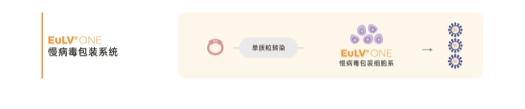 慢病毒包装怎么选试剂盒？稳转、瞬转两大技术路线深度对比，2026年最新 