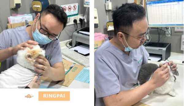 对话瑞派宠物医生：方寸之间，齿尖守护，健康尽享每一餐 