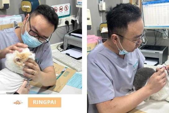 对话瑞派宠物医生：方寸之间，齿尖守护，健康尽享每一餐 