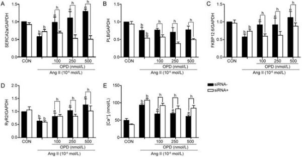 从Circulation到Nature Medicine：为什么乏力、气短、心慌常常一起出现？ 