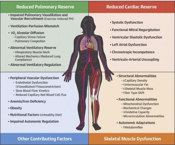 从Circulation到Nature Medicine：为什么乏力、气短、心慌常常一起出现？ 