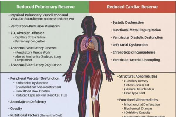 从Circulation到Nature Medicine：为什么乏力、气短、心慌常常一起出现？ 