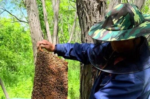 守护秦岭“蜂中瑰宝”：众天蜂业三十年的生态共生之道 