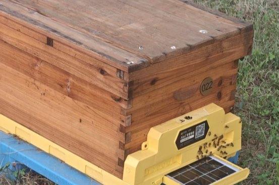 众天蜂业如何用“AI超级蜂巢”重写养蜂业的效率方程 
