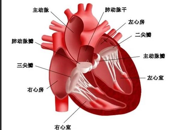 先心病微创治疗新选择：为什么越来越多年轻人选择可降解封堵器？ 