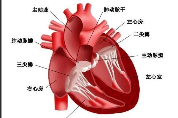 先心病微创治疗新选择：为什么越来越多年轻人选择可降解封堵器？ 
