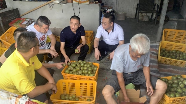 田间传递温情 成都汇阳投资赴都江堰助力果农猕猴桃产销 