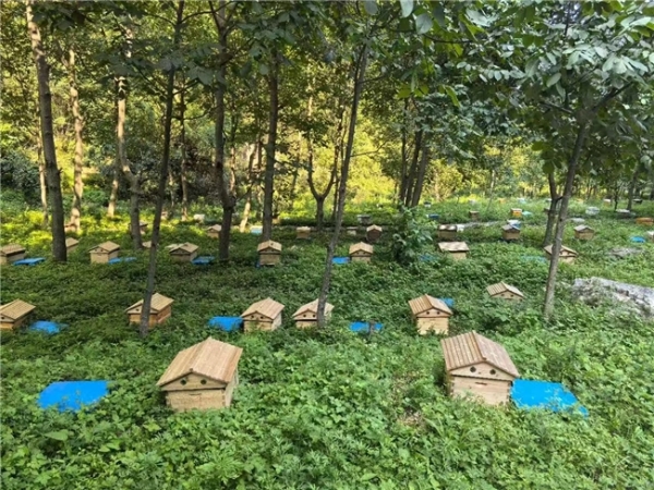 从出口标准到国民信赖：众天蜂业的"品质革命"如何重塑中国蜂蜜信任 