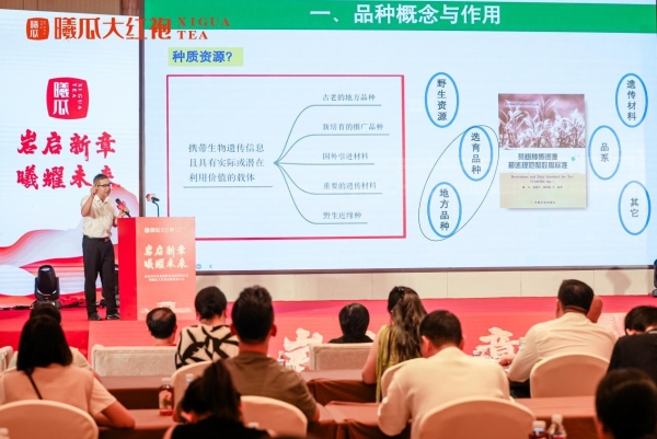 守一脉基因，传百年茶香：曦瓜内鬼洞种质保护的长期主义答卷 
