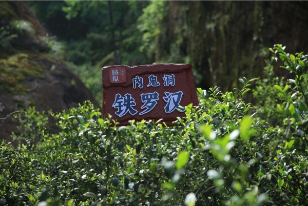 守一脉基因，传百年茶香：曦瓜内鬼洞种质保护的长期主义答卷 