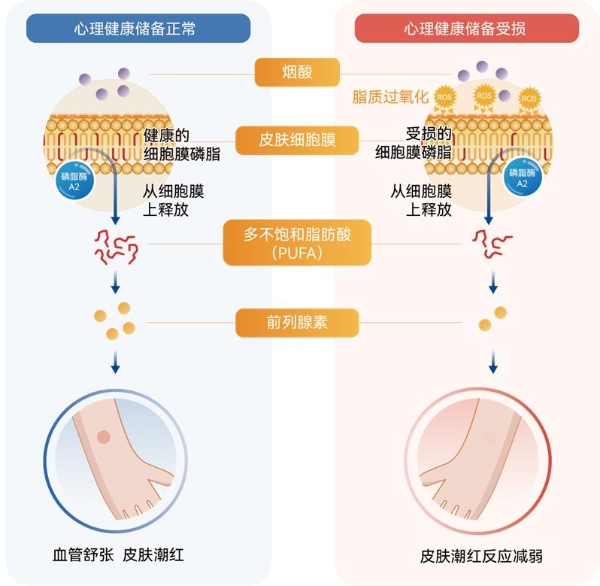 精神心理风险客观评估新手段：添音生物新一代皮肤烟酸反应测试仪二类获批！NSR产品体系正持续升级 