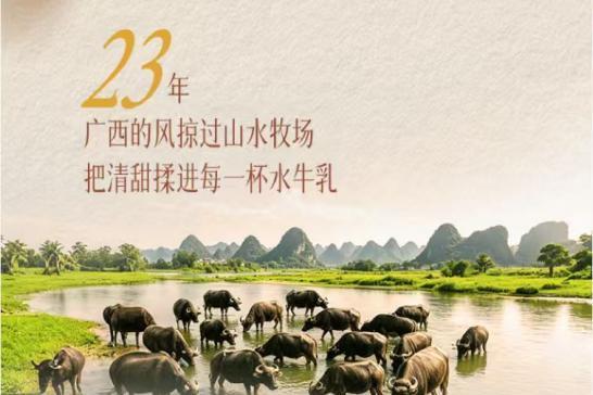 百菲乳业23周年：一杯水牛奶，沉淀二十三载初心与陪伴 