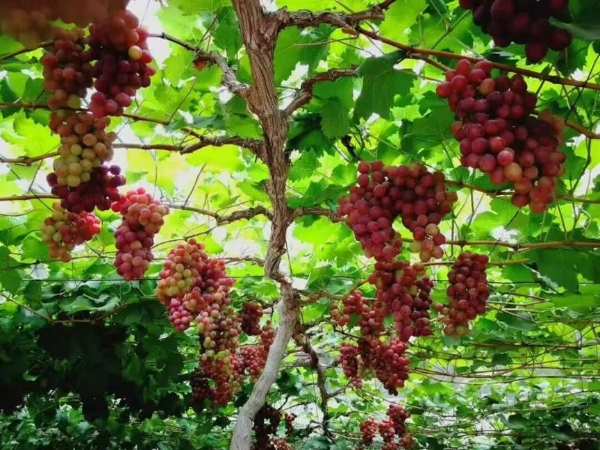 秋启大兴！首届研学旅游推介会启幕，葡萄季精品游玩线路全新发布 