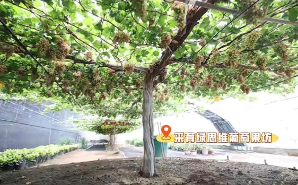 秋启大兴！首届研学旅游推介会启幕，葡萄季精品游玩线路全新发布 
