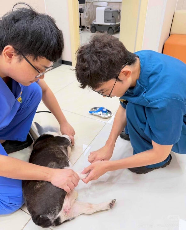 新瑞鹏开展国内首例犬心基部肿瘤双侧肺动脉分支支架扩张手术