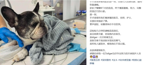 新瑞鹏开展国内首例犬心基部肿瘤双侧肺动脉分支支架扩张手术