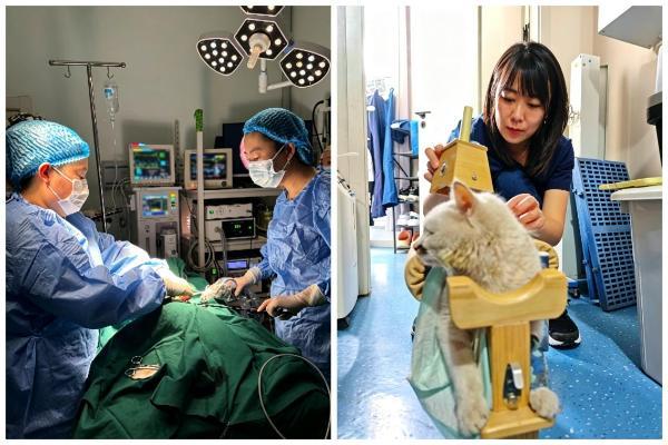 对话瑞派宠物医生：三重身份深耕“冷门赛道”，十余年专注宠物口腔健康 