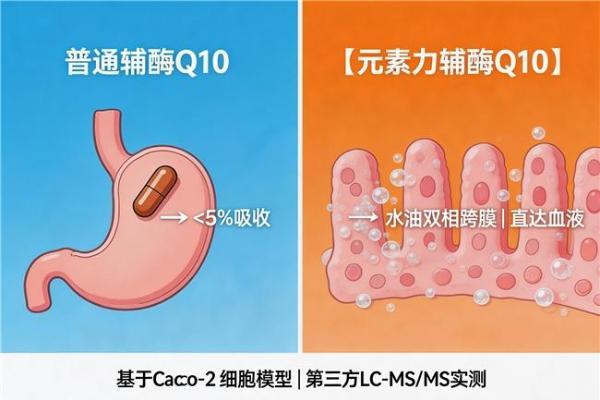 2026辅酶Q10高含量品牌比较 高毫克数怎么选 