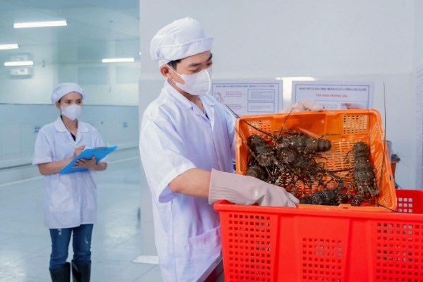 KLC Seafood强化在华市场布局，提升越南高端鲜活海鲜价值 