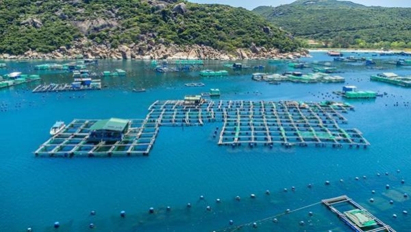 KLC Seafood强化在华市场布局，提升越南高端鲜活海鲜价值 