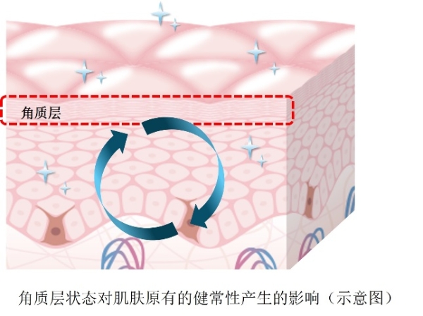 分析人体活体皮肤的皮脂RNA，掌握角质层变化带来的皮肤内部变化 花王发现，改善角质层可使皮肤功能恢复健常 