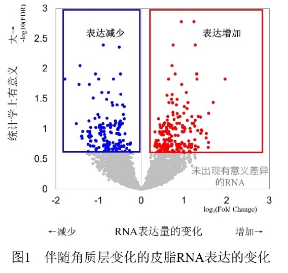 分析人体活体皮肤的皮脂RNA，掌握角质层变化带来的皮肤内部变化 花王发现，改善角质层可使皮肤功能恢复健常 