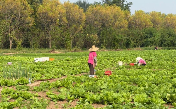 盛世中国风乐享彩虹湾｜通州彩虹湾度假区开启双节一站式微度假新体验 