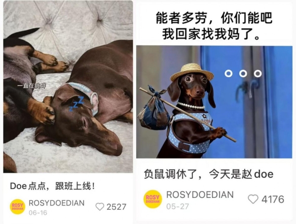 赵露思破局：ROSYDOEDIAN一年跑出明星品牌新范式 