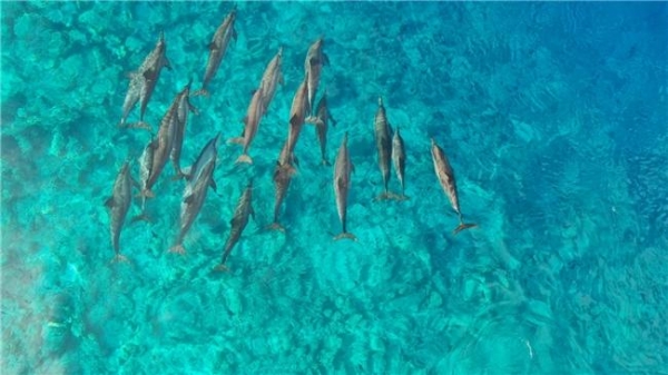 海洋生命蓬勃绽放：马尔代夫客丝路度假胜地获得OECM海洋保护认定 