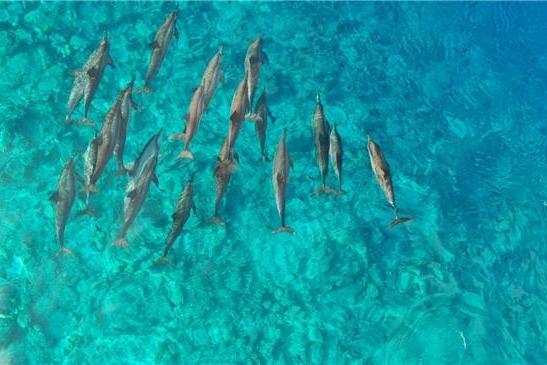 海洋生命蓬勃绽放：马尔代夫客丝路度假胜地获得OECM海洋保护认定 