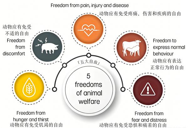 新恒昌探索非笼养殖蛋品新路径