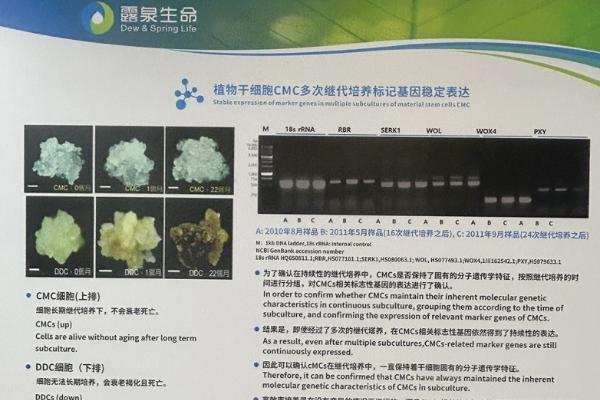 秘元集人参组培不定根饮品 植物干细胞复刻野山参千年生命力 