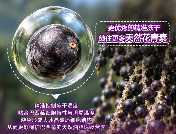 每日乔安深度解答：CFD冻干，为何更适配巴西莓？ 
