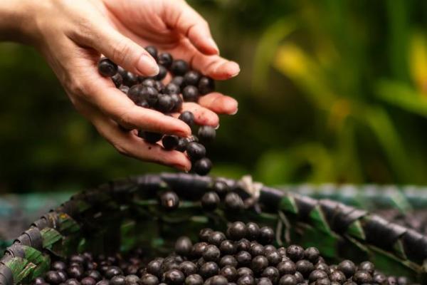 巴西莓粉进入3.0时代：每日乔安用精准控温冻干技术（CFD临界点精准冻干）打响品质升级战 