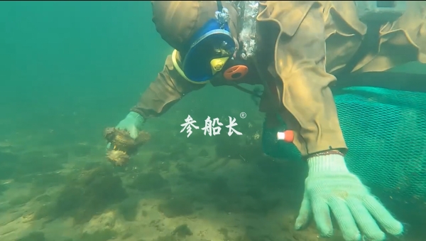 实探大连瓦房店：参船长的自有海域长什么样？