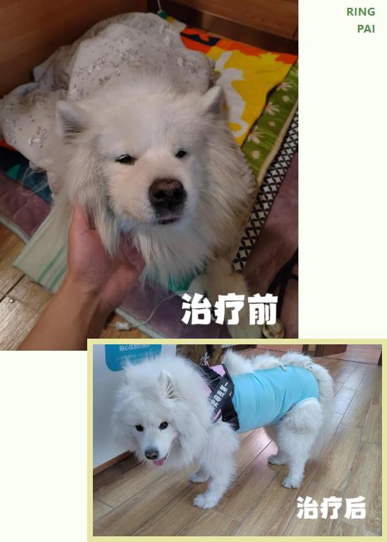对话瑞派宠物医生：十六年守护，给老年宠物被医治的“福气”