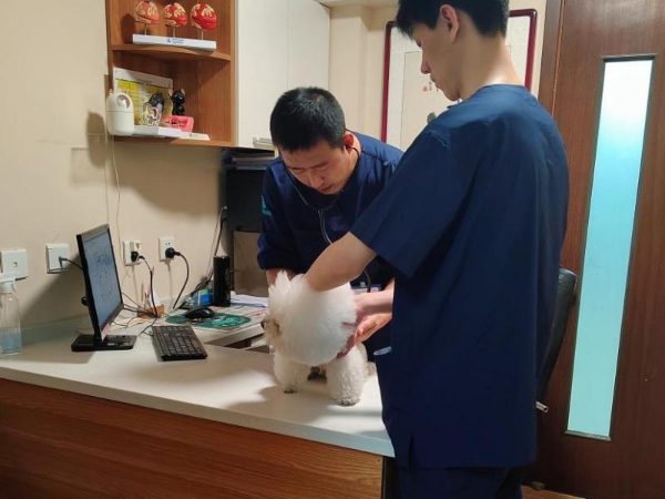 对话瑞派宠物医生：十六年守护，给老年宠物被医治的“福气”