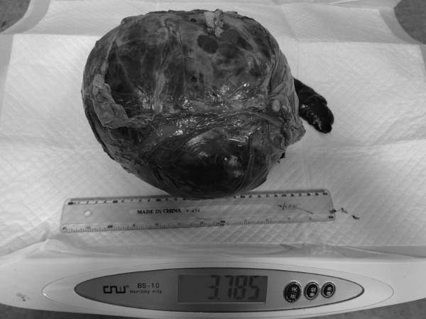 对话瑞派宠物医生：十六年守护，给老年宠物被医治的“福气”