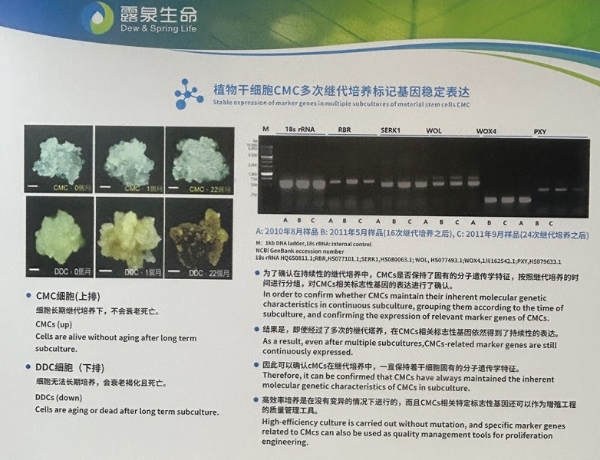 植物干细胞人参组培不定根饮品 药食同源 新资源型食品