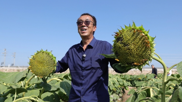 鲁花花生肽肥：赋能河套平原葵花亩产增产超三成 